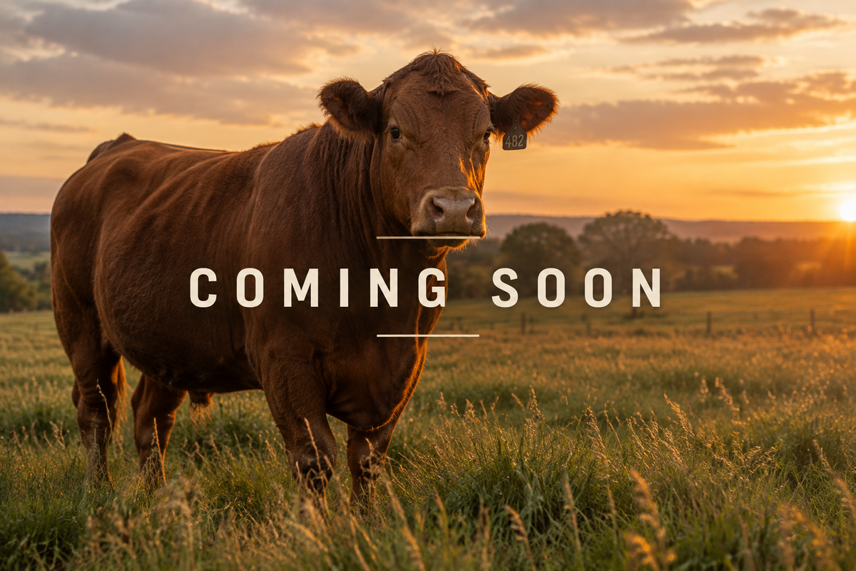 Nofence N3 Cattle GPS Collar - Coming Soon