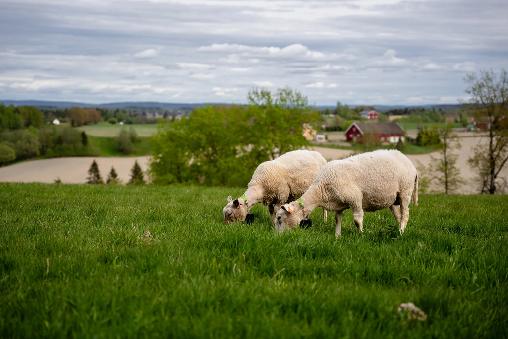 Nofence Sheep & Goat GPS Collar